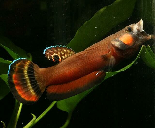 Imagem do Betta Pavão